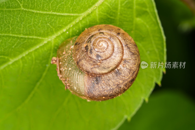 微距下的蜗牛壳