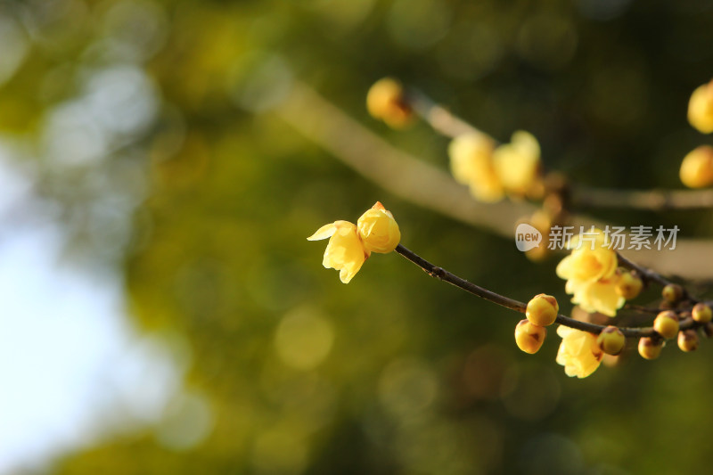 冬天腊月盛开的蜡梅花