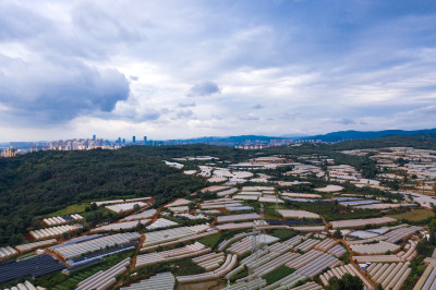 蔬菜大棚种植基地