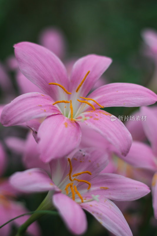 水仙花特写镜头