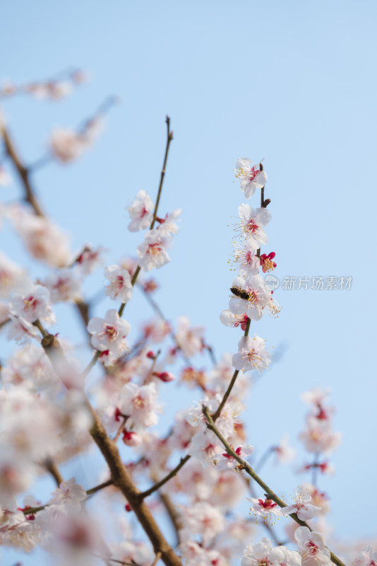 杭州西溪灵峰探梅梅花