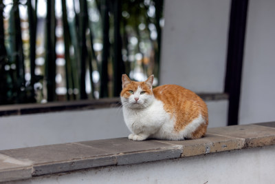 瞻园小橘猫