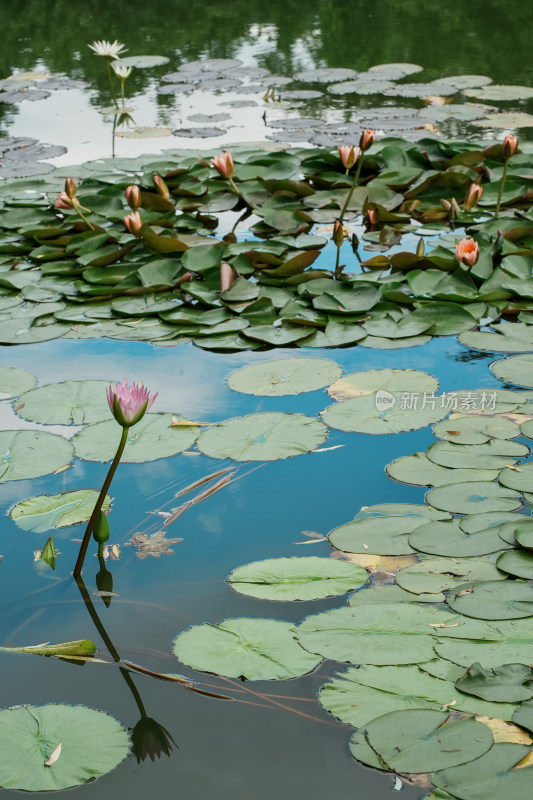 北京国家植物园睡莲