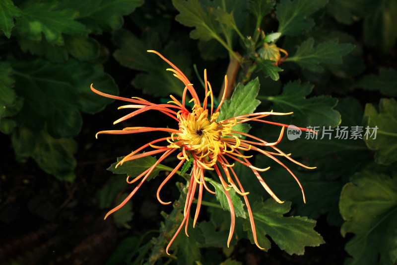 菊花鲜花实拍素材