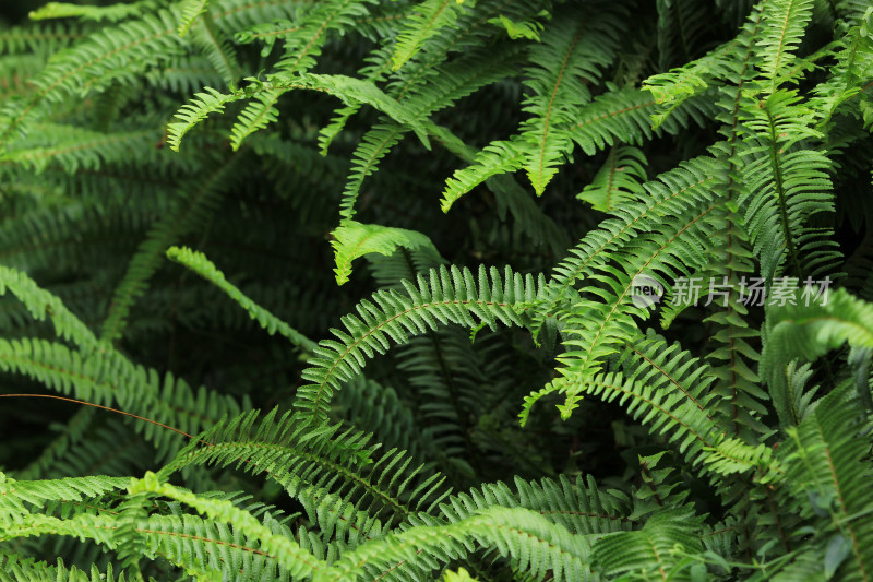 绿草蕨类植物背景素材