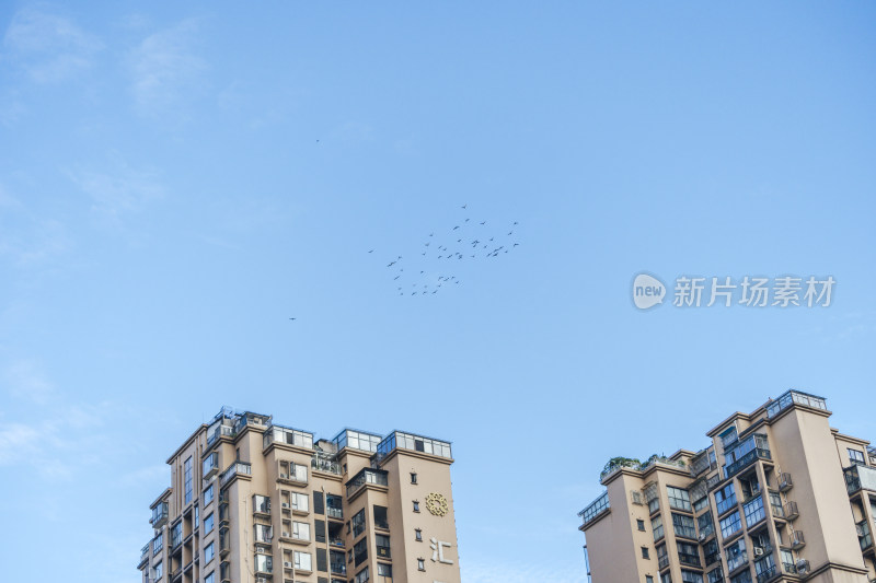 城市楼顶上空盘旋的鸟群