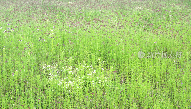 乡村绿色春天植物风景自然户外