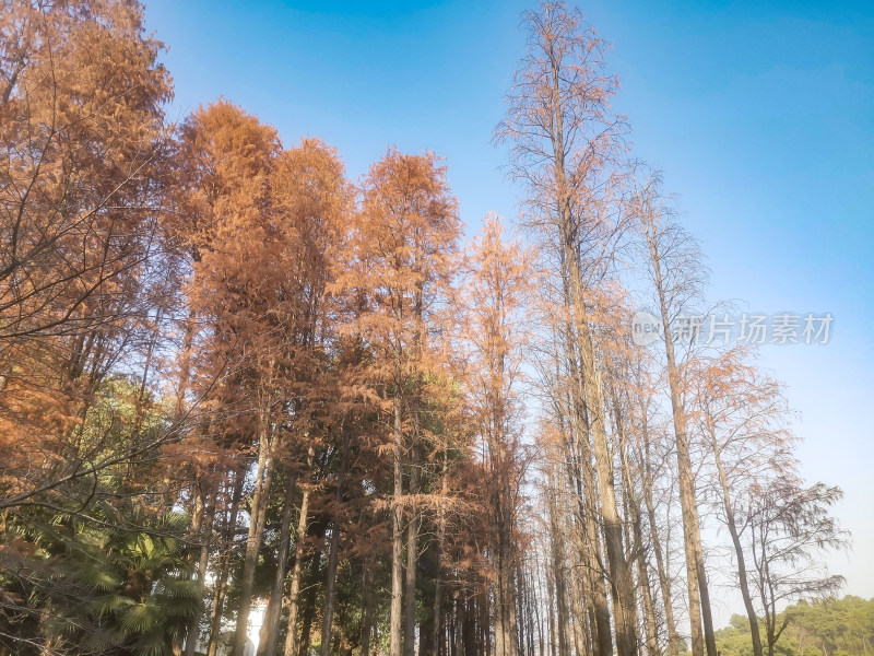 秋天植物树叶树枝摄影图