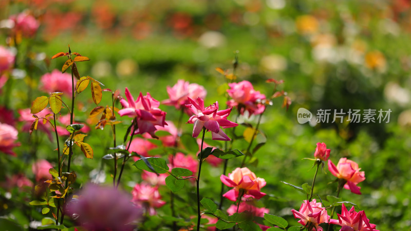 蔷薇科红色月季花