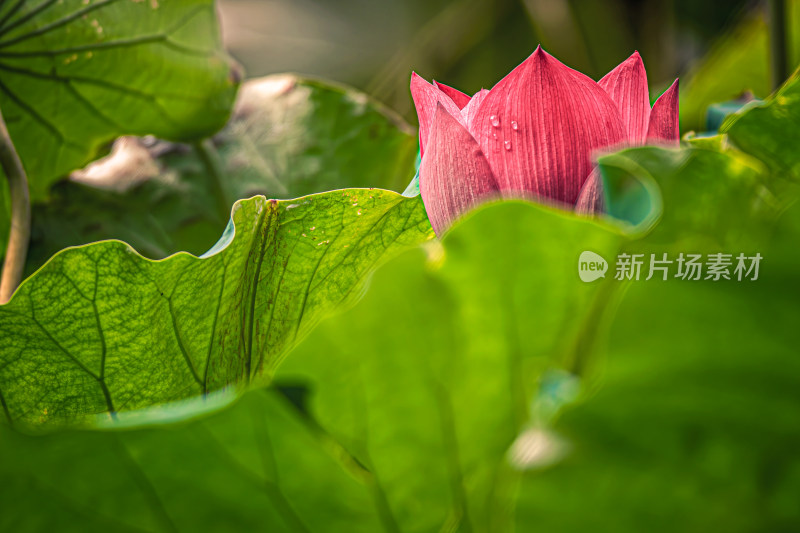 雨后荷花上的水珠