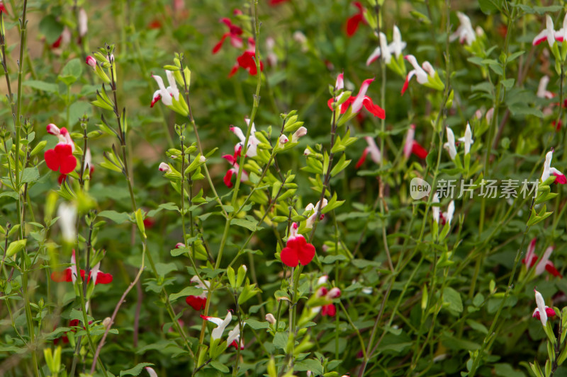 绿叶红花植物鲜花盛开