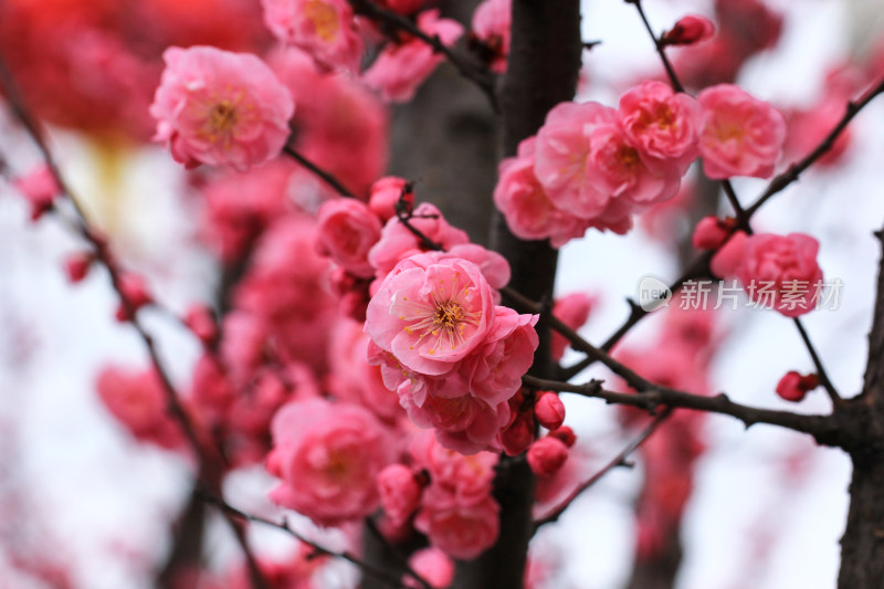 初春绽放的粉红色梅花