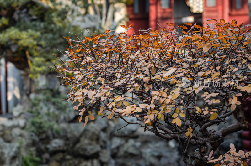 上海豫园红叶树枝特写，背景为古典建筑