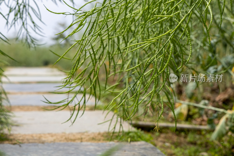 油菜籽/芸苔子