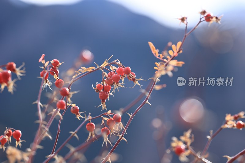 带刺红果的植物枝条特写