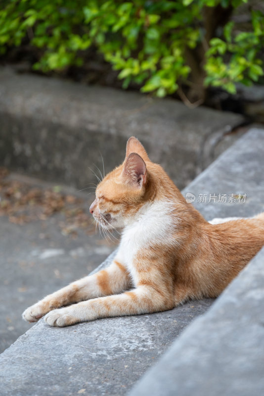 橘猫素材