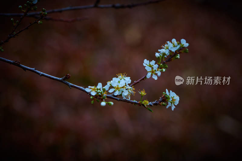 特写白色花卉与花苞