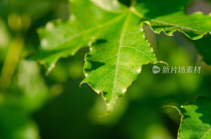 特写绿色植物叶片