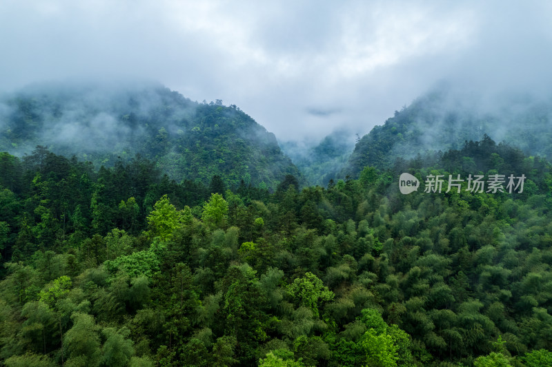 云雾缭绕的山林景观