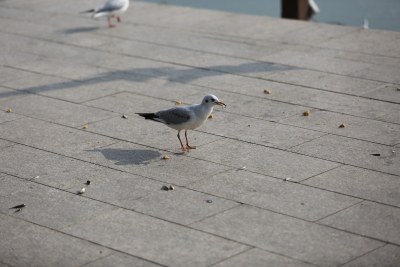 汉中红嘴鸥