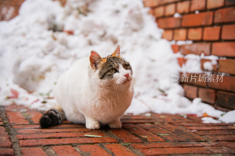 户外猫冬季雪堆地面墙角