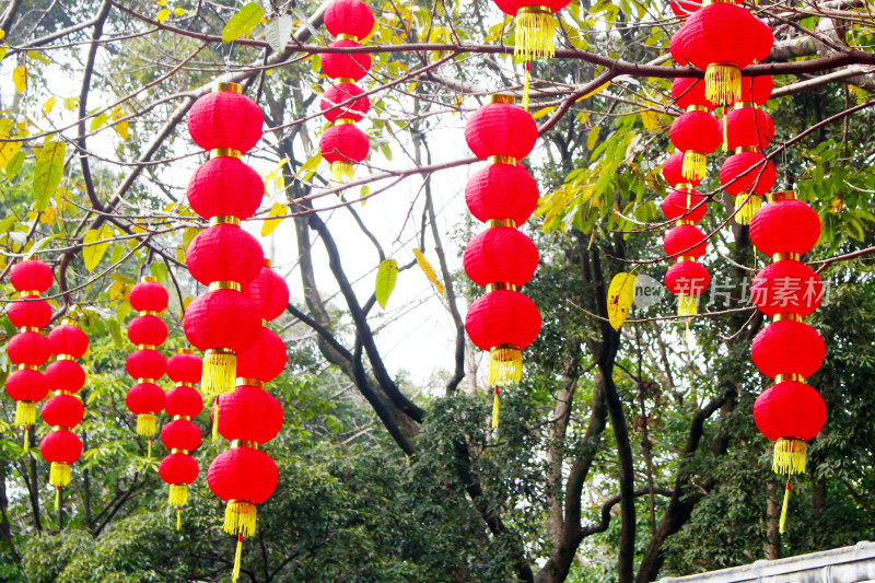 灯笼植物喜庆户外装饰