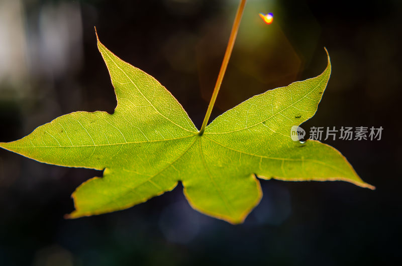 特写绿色树叶细节