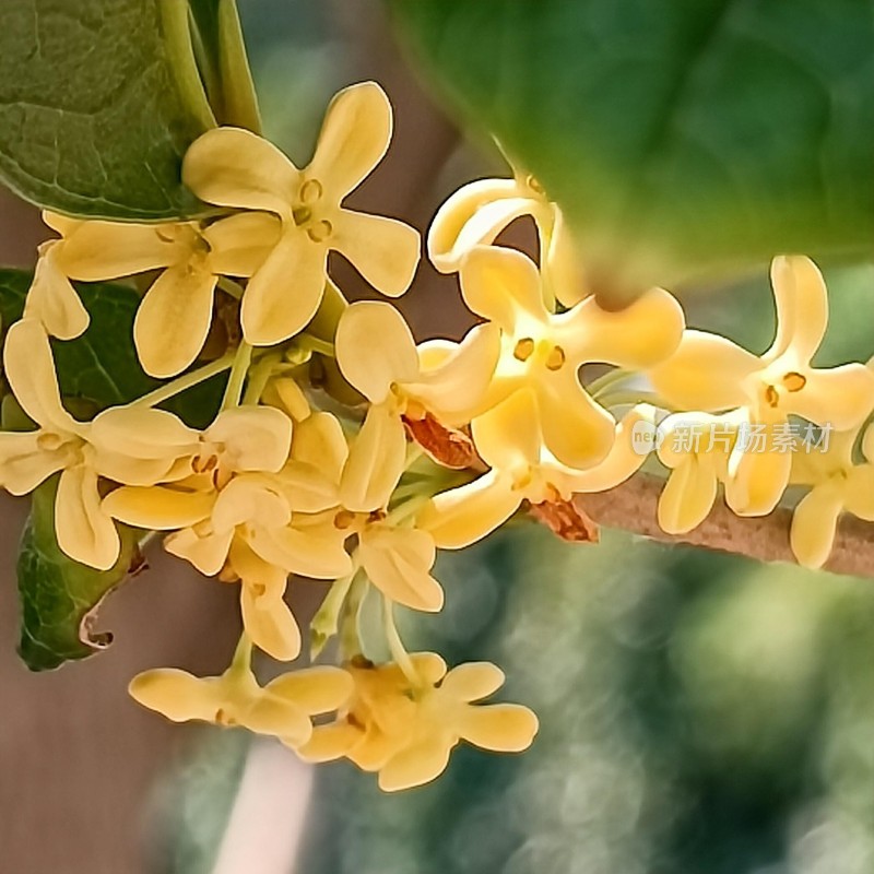 桂花飘香