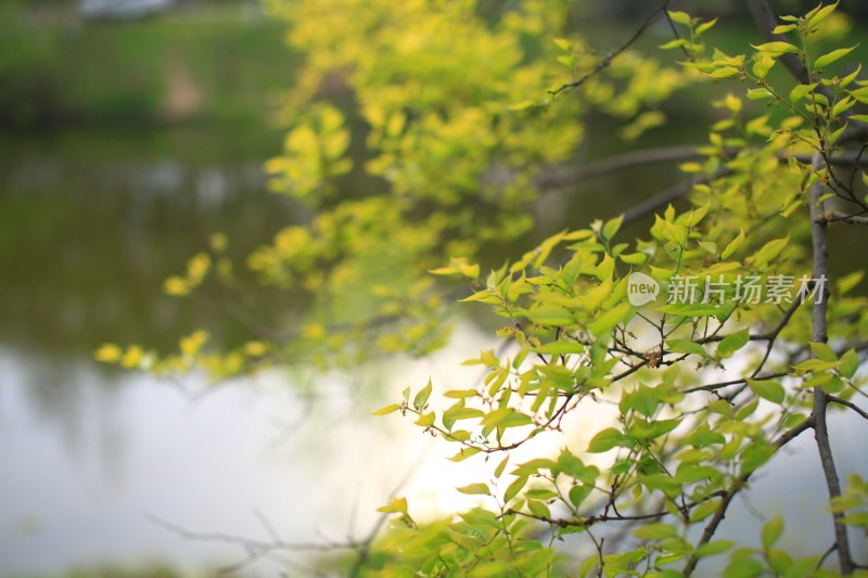 花草花卉