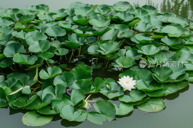 北京国家植物园睡莲