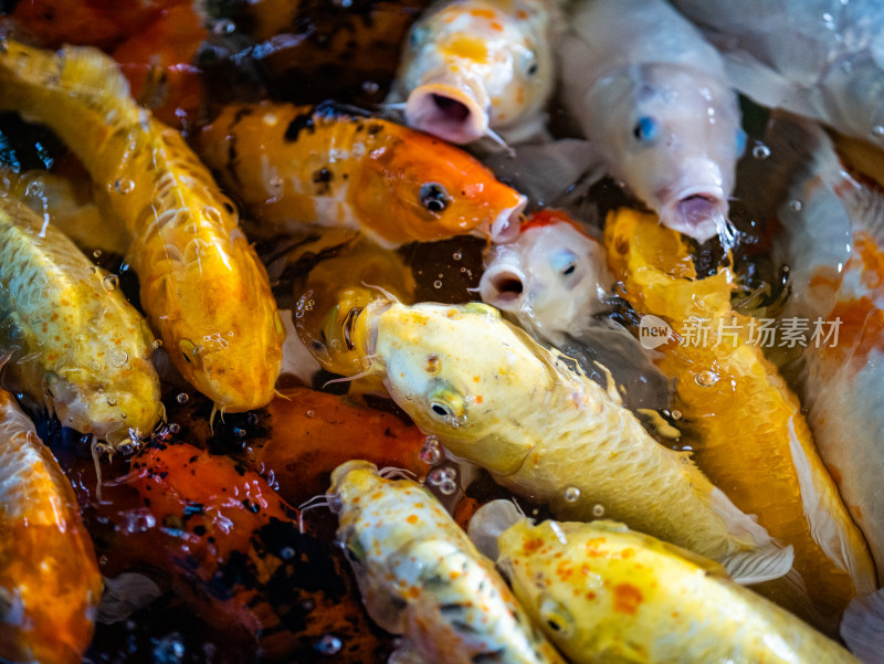 锦鲤鱼群特写