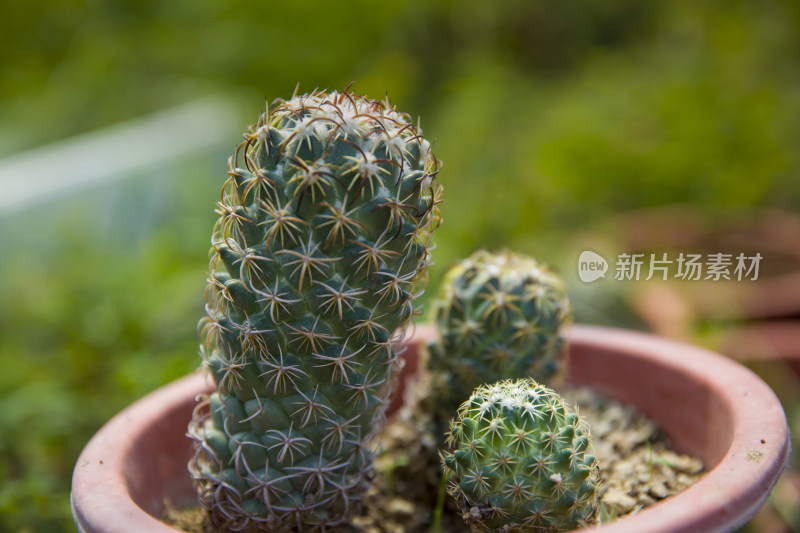 仙人球多肉植物