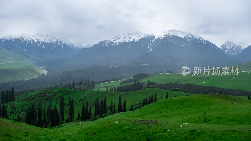新疆伊犁恰西雪山森林草原风光