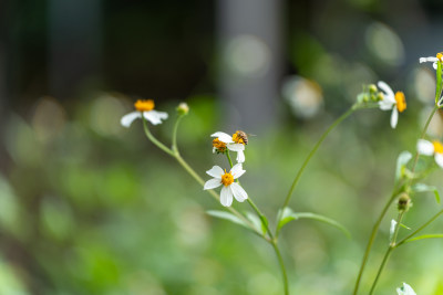 蜜蜂在花上授粉的特写镜头