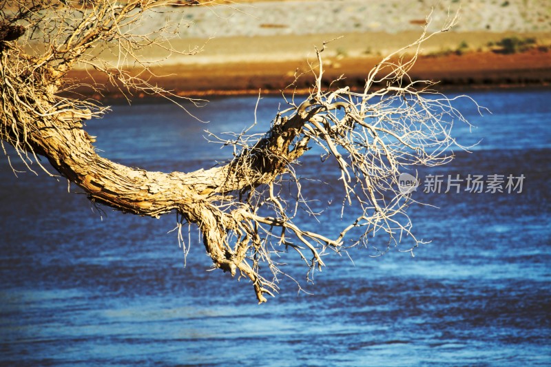 额济纳千年不倒的白杨树