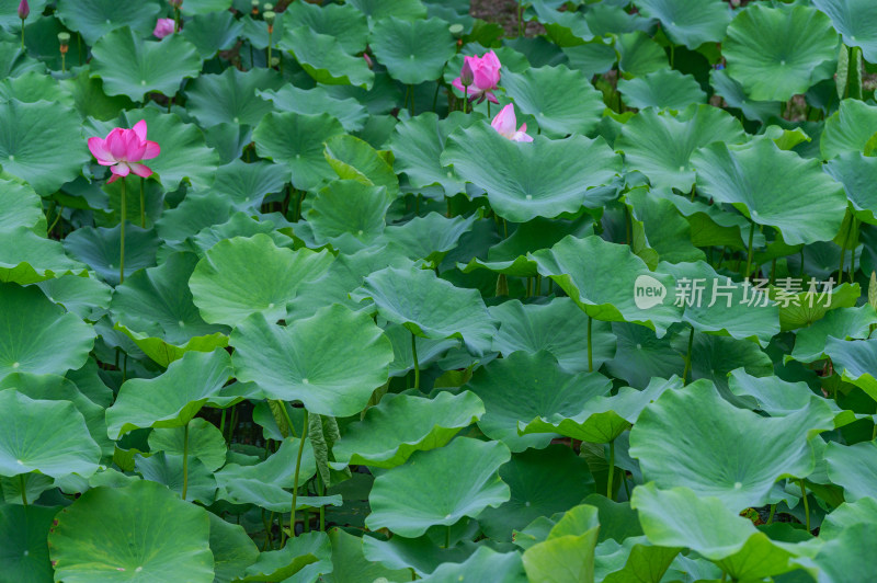 夏季荷塘荷花莲蓬荷叶特写