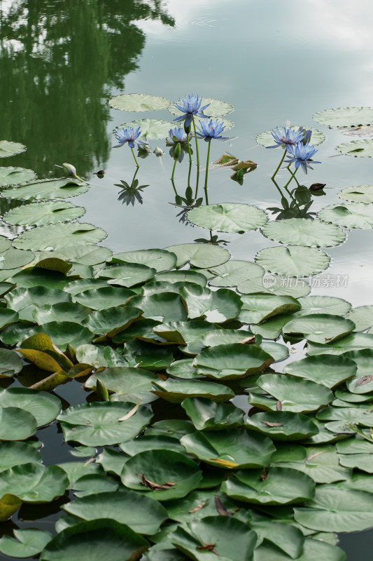 北京国家植物园睡莲