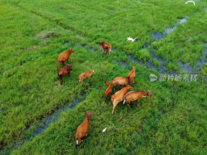 牧场草地上散养黄牛牛群的俯拍景象