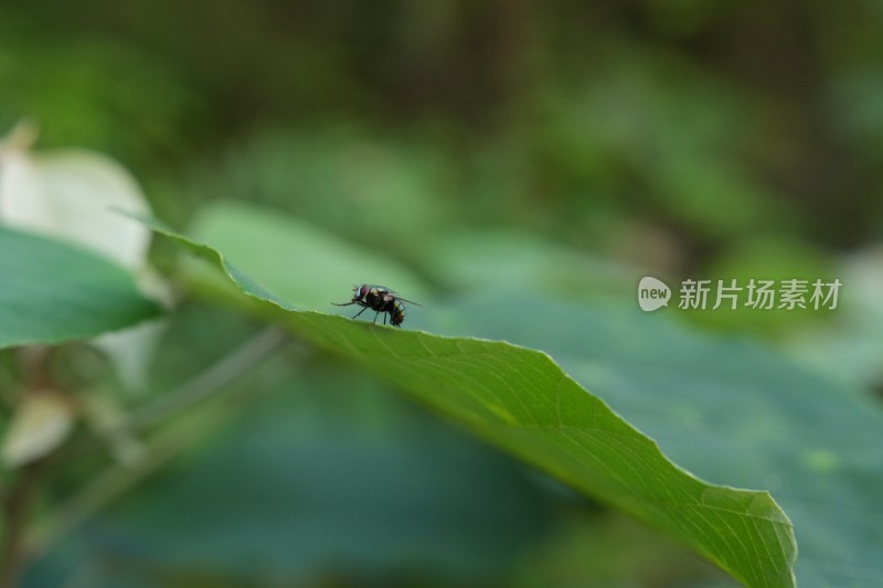 高像素下的苍蝇