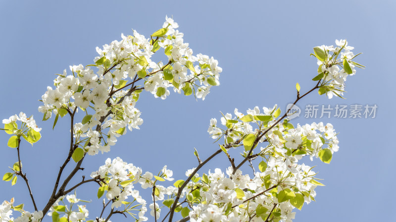 梨花白色的花朵春天开放