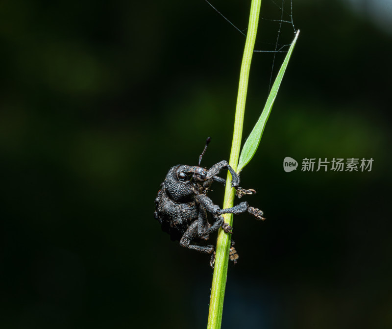 微距下的黑色象鼻虫