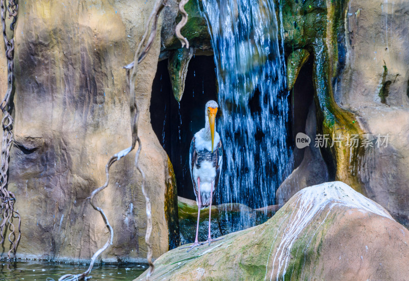 越南芽庄珍珠岛游乐园动物园水池鸟类