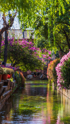 丽江古城黑龙潭景