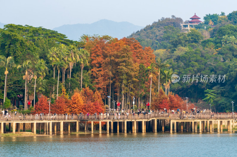 福州森林公园池杉