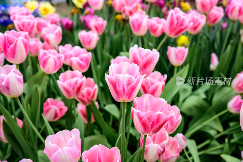 郁金香花卉景观