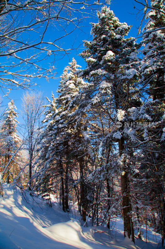 黑龙江 双峰林场 雪乡