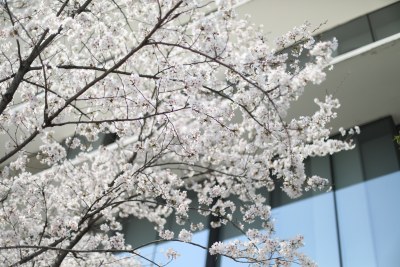 樱花盛开的阿里巴巴西溪园区