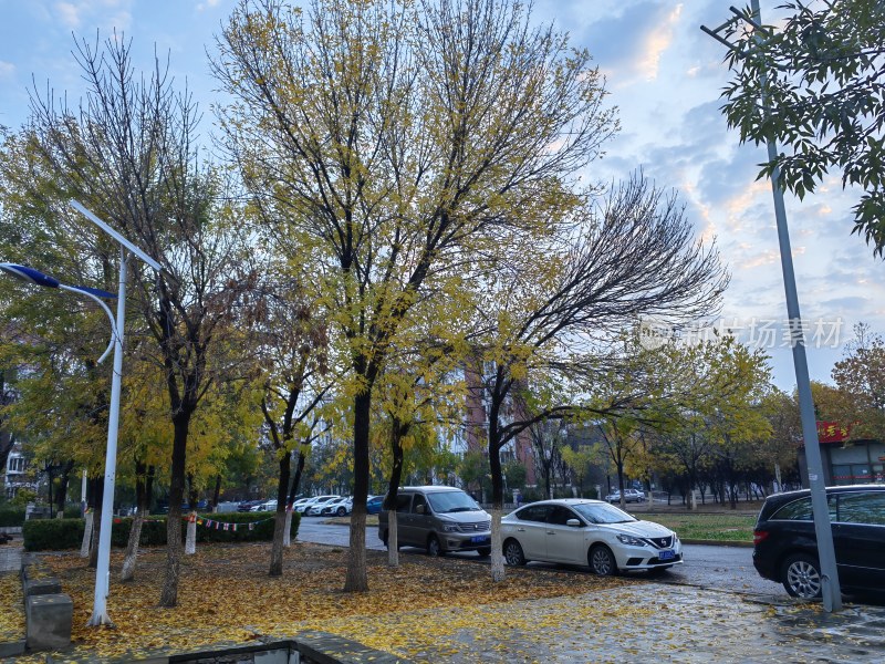 秋天雨后的街道