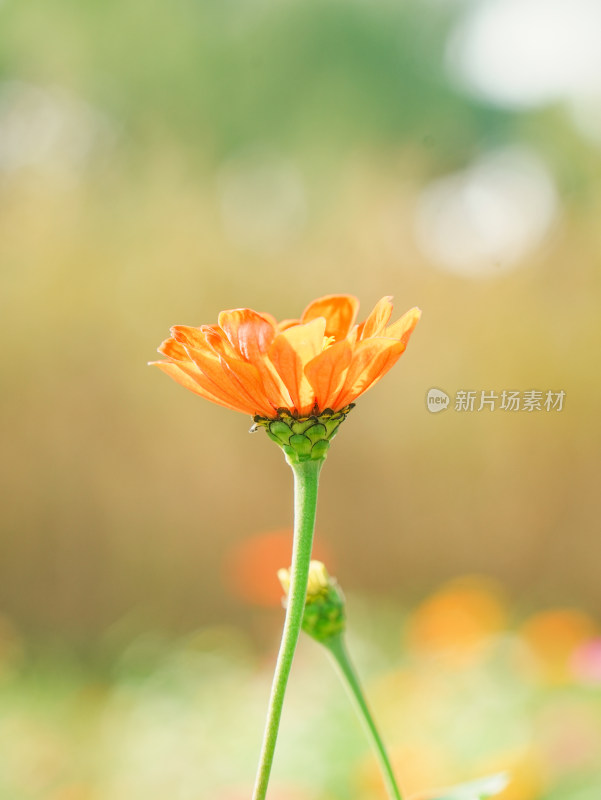 橙色百日菊特写