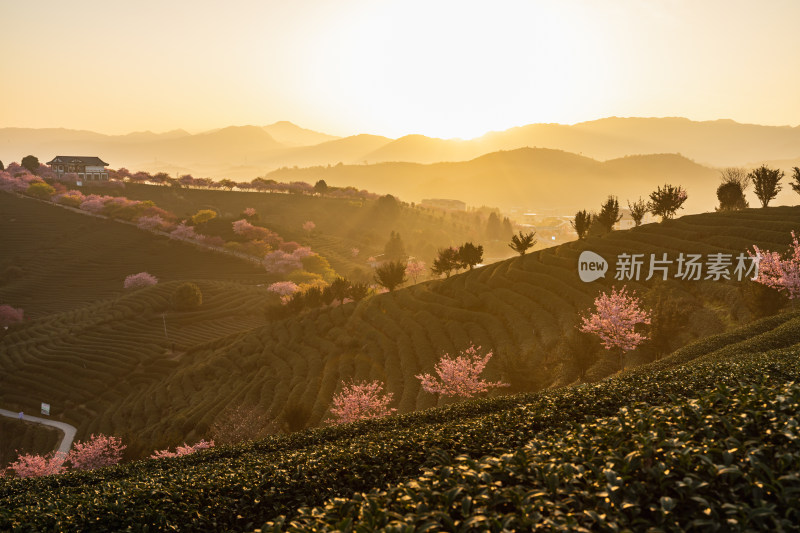 龙岩永福台品樱花茶园